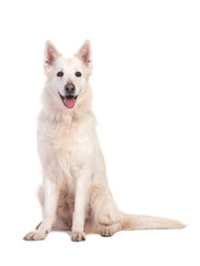 Sitting white swiss shepherd dog facing the camera isolated on a white background