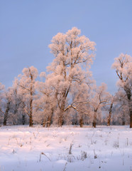 a long walk in nature snowy Russian winter