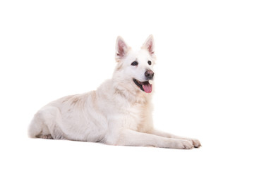 Obraz premium White swiss shepherd dog lying on the floor looking to the right seen from the side isolated on a white background
