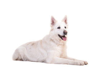 White swiss shepherd dog lying on the floor looking to the right seen from the side isolated on a white background
