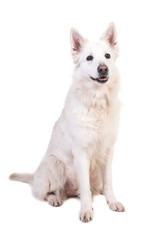Sitting white swiss shepherd dog isolated on a white background