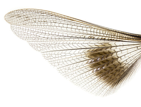 wing grasshopper on a white background