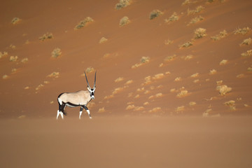 Oryx walking through the sand dunes of Namibia.