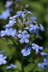 Fototapeta premium spring Flowers