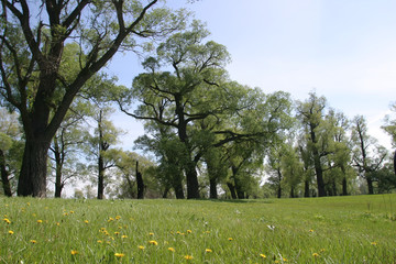 Obraz premium summer landscape