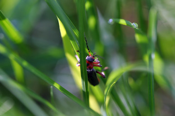 beetle on grass