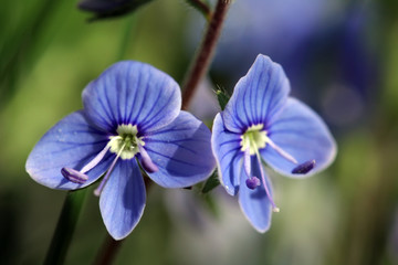 Fototapeta premium spring Flowers