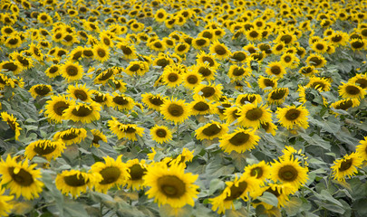 Sunflower field of TH true milk factory in Nghia Dan, Nghe An, Vietnam