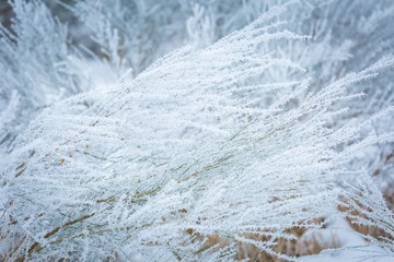 Winter abstract macro of rime on plants