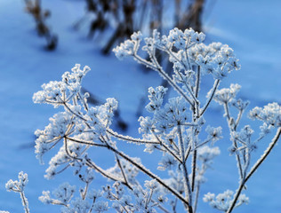 a long walk in nature snowy Russian winter