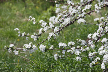 walk outdoors during the spring flowering apple trees