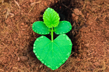 top view seedling melon growing in field