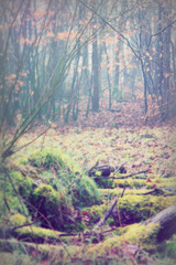 Moss covered logs in woodland on misty morning