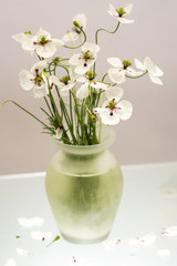White poppies in a vase