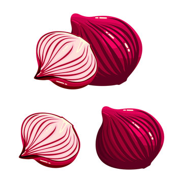 Red onion Shallot Image Organic Vegetable Vector Illustration