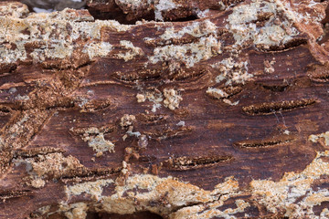 Old oak bark as background