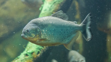 Piranha fish underwater