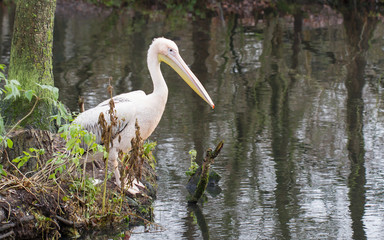 Pelican sitting at the waterfront