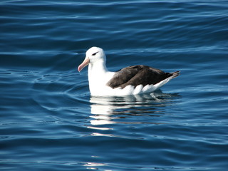Albatross.