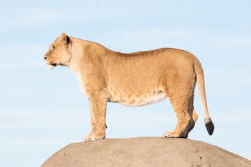 Lioness watching from a rock