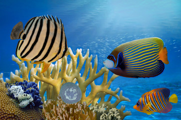 Fototapeta premium Underwater scene, showing different colorful fishes swimming