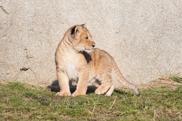 Lion cub exploring it's surroundings