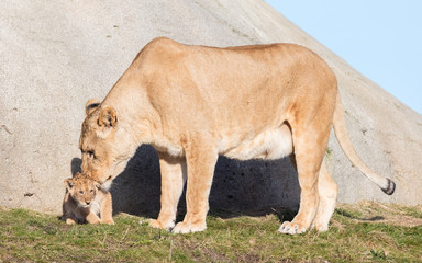 Lioness and cubs, exploring their surroundings