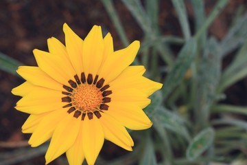 Mexican sunflower