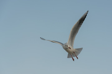 Obraz premium seagull during golden hour