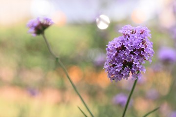 Fototapeta premium Purple flowers