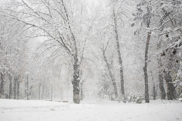 Snowing landscape in the park