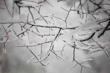 Snowing landscape in the park with details on the branches