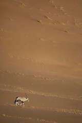 Oryx walking through the sand dunes of Namibia.