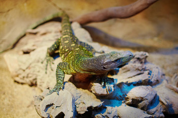 Varanus closeup portrait in terrarium, lizard