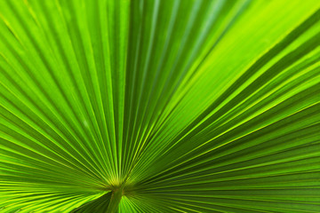 Big tropical jungle leaves