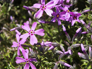 Phlox subulata purple flowers in green