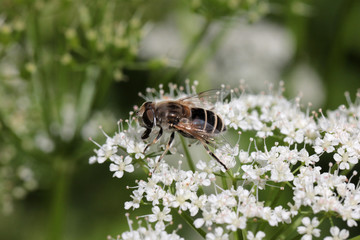 not a bee, but a syrphus fly