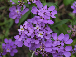 Iberis umbellata purple flowers in green