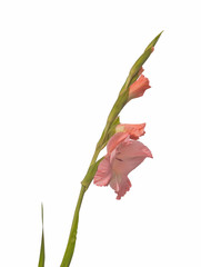 Gladiolus isolated
