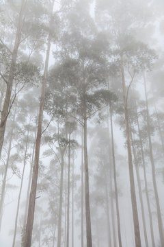 Fototapeta foggy trees