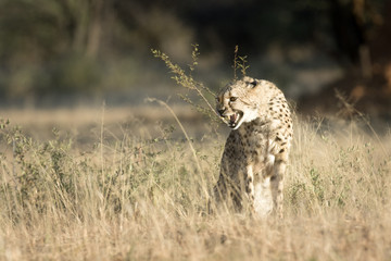 Cheetah Snarling