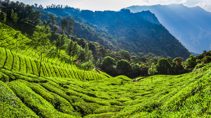 Fototapety  panoramiczny widok na dolinę plantacji herbaty, Indie