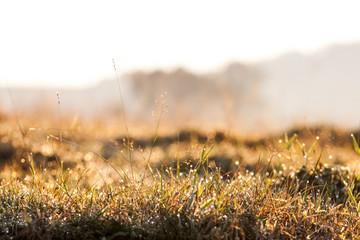 Plants and vegetation in the morning light with beautiful bokeh
