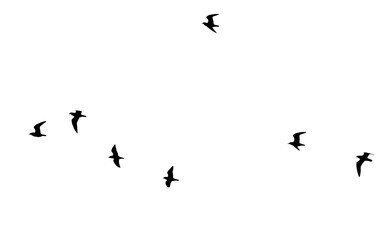 flock of birds on a white background