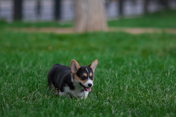 Photo of Cute Little Welsh Corgi Puppy Portrait. Pembroke Corgi Dog Playing in Green Grass Park