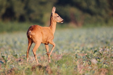 Capreolus capreolus,  Roe Deers are standing on the summer meadow before the sun in the grass with early dew. Wildlife scenery.