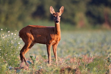 Capreolus capreolus,  Roe Deers are standing on the summer meadow before the sun in the grass with early dew. Wildlife scenery.