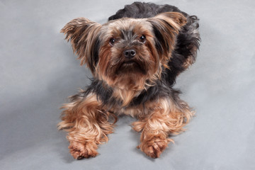 Naklejka na ściany i meble Yorkshire terrier lying on a gray background and looking at the camera