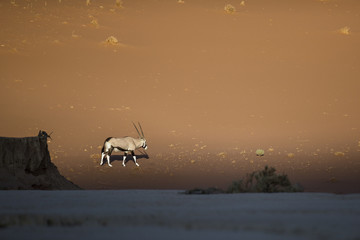Oryx walking through the sand dunes of Namibia.