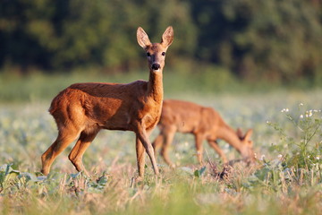 Capreolus capreolus,  Roe Deers are standing on the summer meadow before the sun in the grass with early dew. Wildlife scenery.